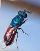 Chrysis terminata